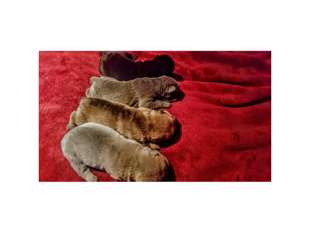 Akc Mini Shar Pei Puppies In Gilbert Arizona Puppies For Sale