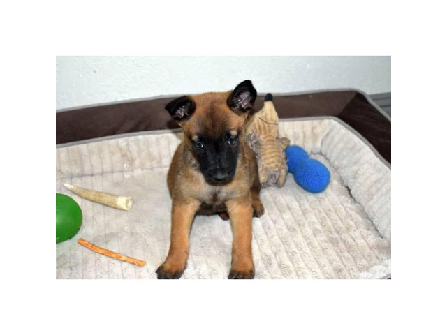 3 Malinois Pups Ready to go to a new home Roswell Puppies for Sale