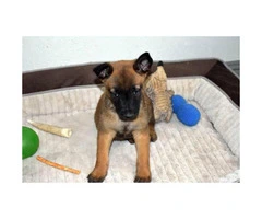 3 Malinois Pups Ready to go to a new home