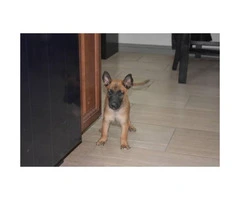3 Malinois Pups Ready to go to a new home - 5