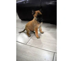 3 Malinois Pups Ready to go to a new home - 6