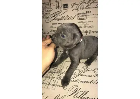 Loyal Blue Cane Corso puppy available