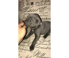 Loyal Blue Cane Corso puppy available