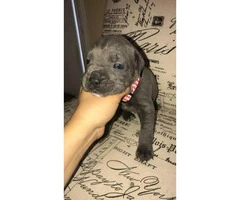 Loyal Blue Cane Corso puppy available - 2