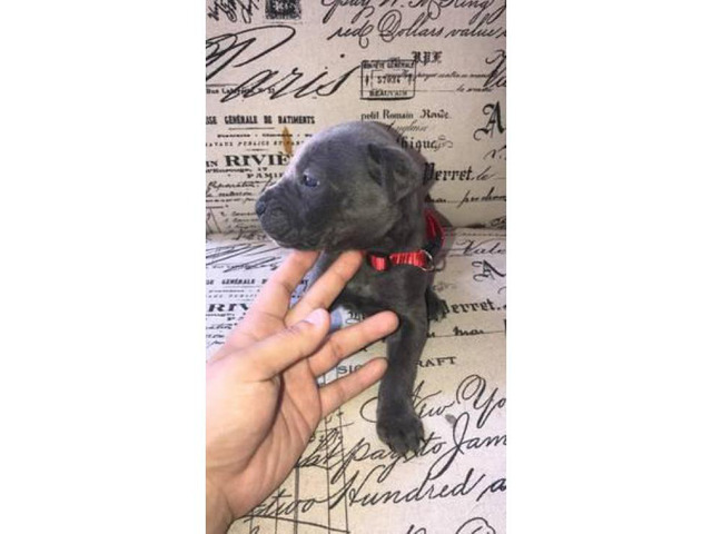 Loyal Blue Cane Corso puppy available in Sacramento