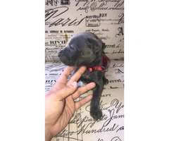 Loyal Blue Cane Corso puppy available - 3