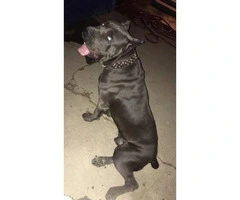 Loyal Blue Cane Corso puppy available - 4