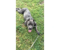 Loyal Blue Cane Corso puppy available - 5