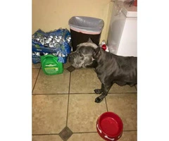 Loyal Blue Cane Corso puppy available - 6
