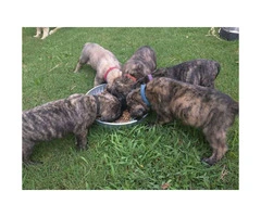English Mastiff puppies for sale - AKC registered