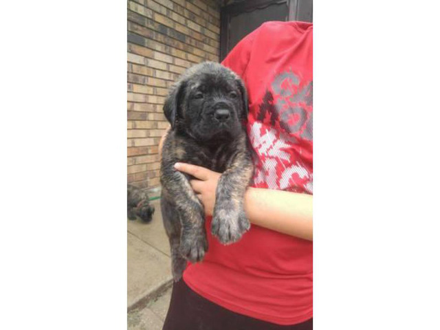 English Mastiff Puppies For Sale Akc Registered In