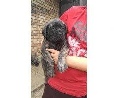 English Mastiff puppies for sale - AKC registered - 4