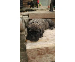 English Mastiff puppies for sale - AKC registered - 5