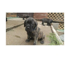 English Mastiff puppies for sale - AKC registered - 6