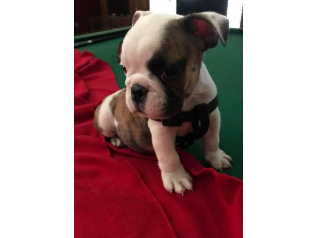 English Bulldog Puppies In Illinois | Dog Breeds Picture
