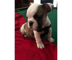 9 weeks old English Bulldog Puppies - 4