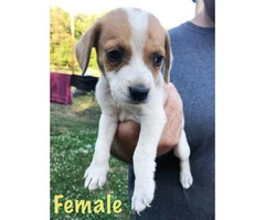 8 week old Cute  beagle puppies available for rehoming - 2