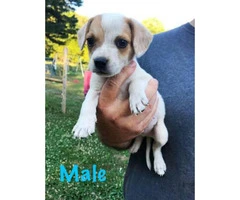 8 week old Cute  beagle puppies available for rehoming - 3