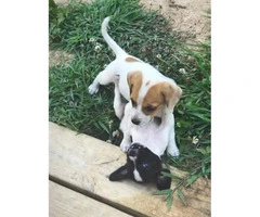 8 week old Cute  beagle puppies available for rehoming - 5