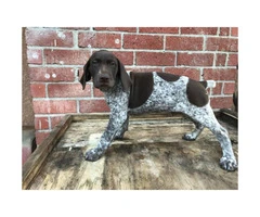 German shorthaired pointers for sale 6 male left