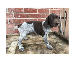 German shorthaired pointers for sale 6 male left