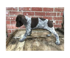 German shorthaired pointers for sale 6 male left