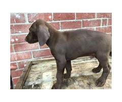 German shorthaired pointers for sale 6 male left