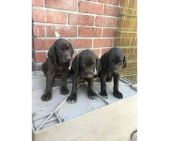 German shorthaired pointers for sale 6 male left