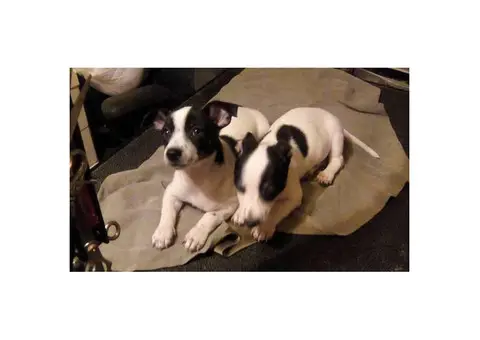 1 male and 1 female Rat Terrier Puppies