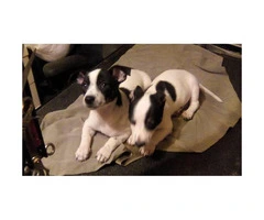 1 male and 1 female Rat Terrier Puppies