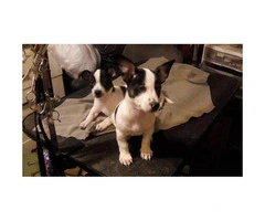 1 male and 1 female Rat Terrier Puppies - 4