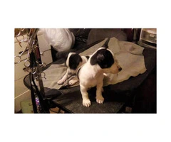 1 male and 1 female Rat Terrier Puppies - 5