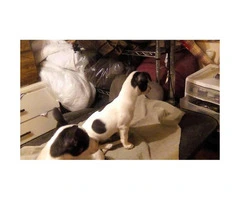 1 male and 1 female Rat Terrier Puppies - 6