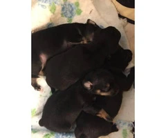 4 Applehead Chihuahua puppies for sale