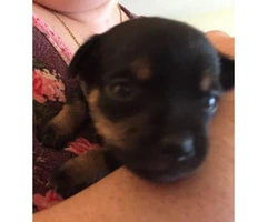 4 Applehead Chihuahua puppies for sale - 2
