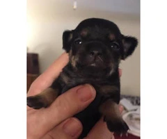 4 Applehead Chihuahua puppies for sale - 3