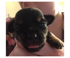 4 Applehead Chihuahua puppies for sale - 4