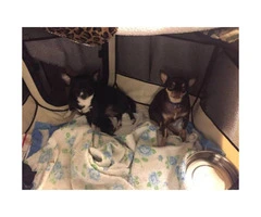4 Applehead Chihuahua puppies for sale - 5