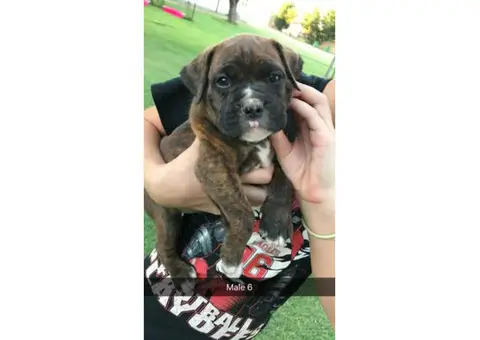 AKC registered Brindle Boxer Mix Puppies