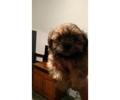 3 female Morkies puppies for sale