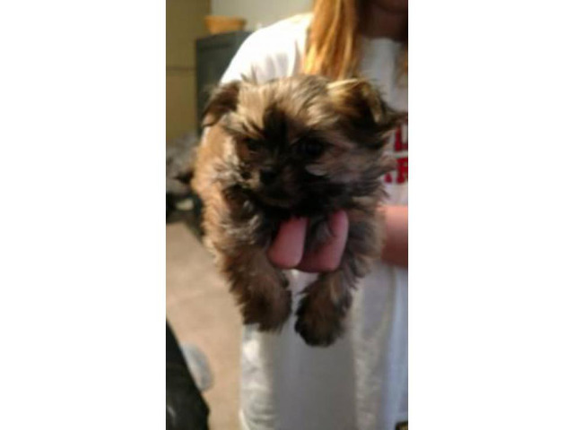 3 female Morkies puppies for sale in Clovis, New Mexico