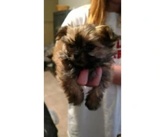 3 female Morkies puppies for sale - 2