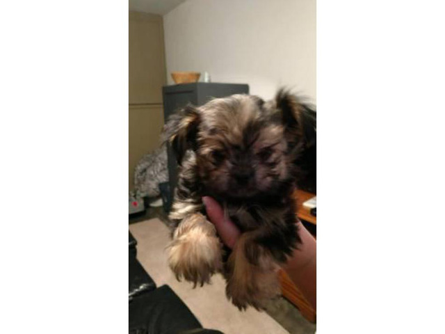 3 female Morkies puppies for sale in Clovis, New Mexico