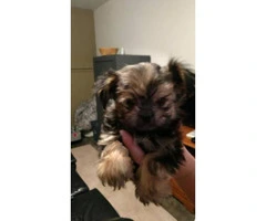 3 female Morkies puppies for sale - 3