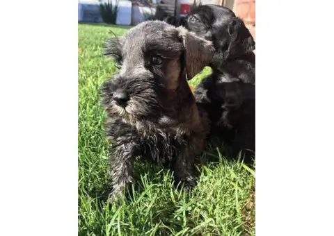 Mini Schnauzer pups