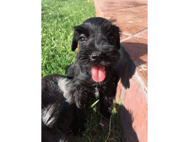 Mini Schnauzer pups in El Paso, Texas - Puppies for Sale ...