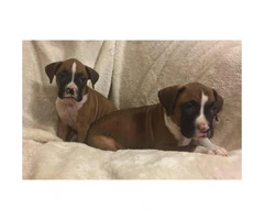 5 full blooded Boxer puppies
