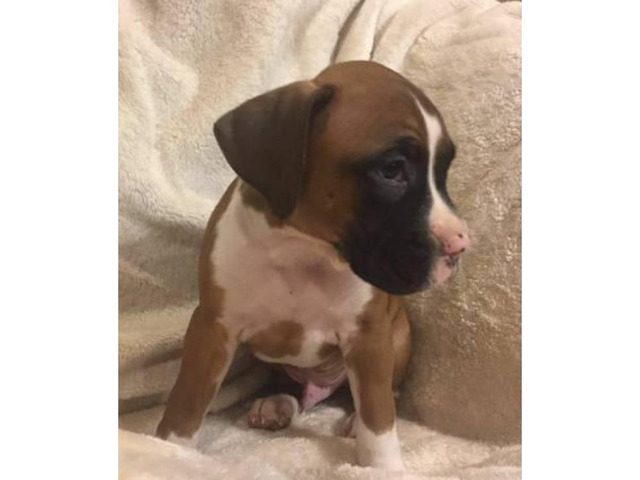 5 full blooded Boxer puppies in Jackson, Mississippi - Puppies for Sale