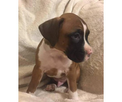 boxer blooded puppies seller check