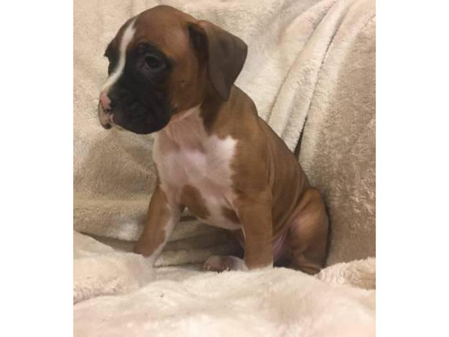 5 full blooded Boxer puppies in Jackson, Mississippi